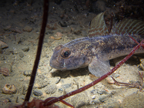 Black Goby, photo 10 of 10