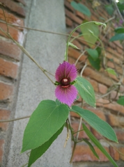 Dalechampia dioscoreifolia