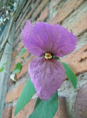Dalechampia dioscoreifolia