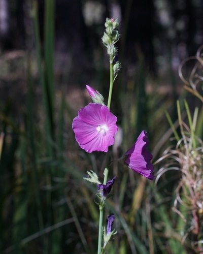 Image of Sidalcea neomexicana by (c) Andrew Tree, some rights reserved (CC BY)
