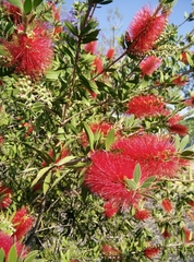 Melaleuca