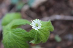 Hydrastis canadensis