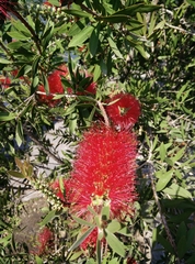Melaleuca
