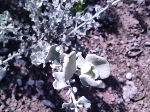 Image of Leucophyllum candidum by (c) Mauricio Calderón, some rights reserved (CC BY)