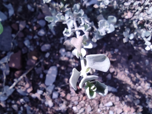 Image of Leucophyllum Candidum (Leucophyllum candidum) by (c) Mauricio Calderón, some rights reserved (CC BY)