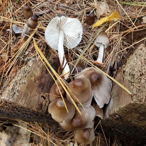Mycena inclinata