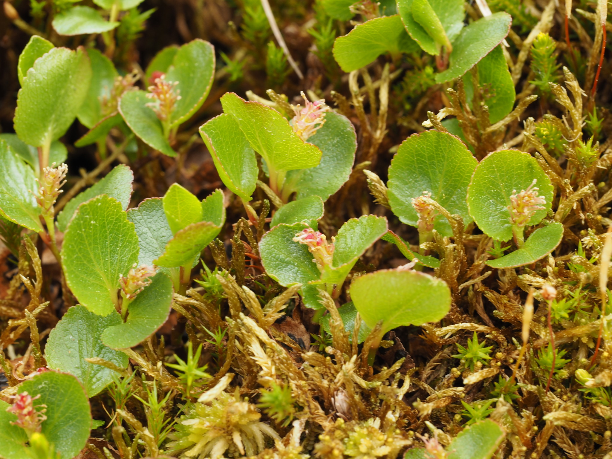 Salix X peasei