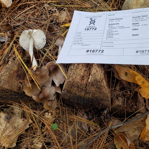 Mycena inclinata (Photo 2 of 5)