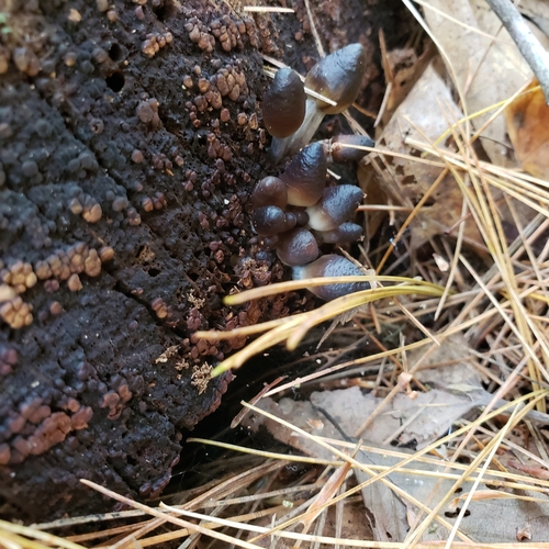Mycena inclinata (Photo 3 of 5)