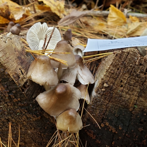 Mycena inclinata (Photo 4 of 5)