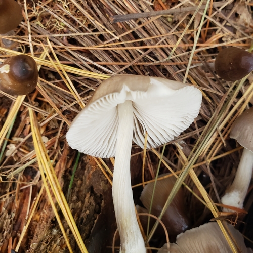 Mycena inclinata (Photo 5 of 5)