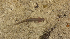 Eurycea troglodytes