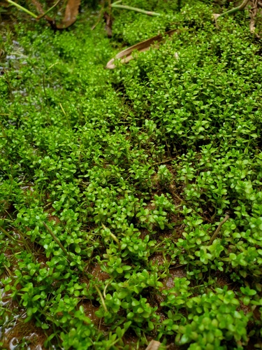 Dwarf baby tears (Micranthemum callitrichoides)