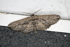 Iridopsis obliquaria