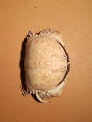 Calappa granulata