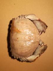 Calappa granulata