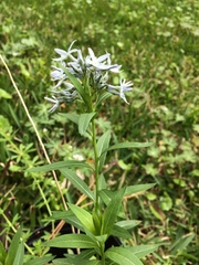 Amsonia repens