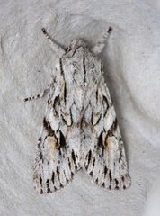 Egira crucialis