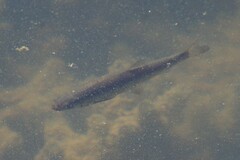 Prespa Chub photo 1