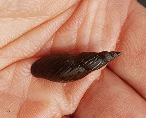 Marsh Pond Snail