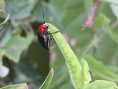 Cacoscelis nigripennis