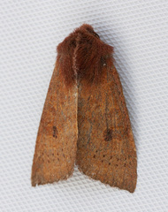 Orthosia transparens