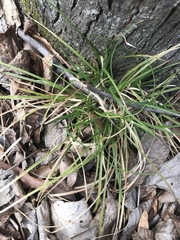 Carex communis