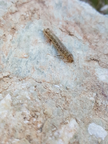 iNaturalist observation photo of Butterflies and Moths