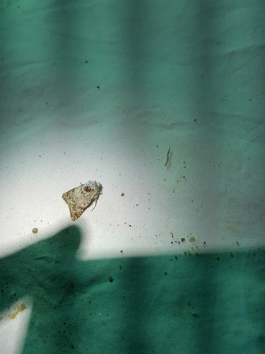 iNaturalist observation photo of Cutworm Moths and Allies