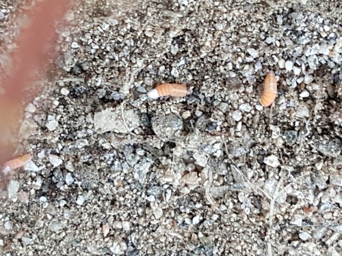 iNaturalist observation photo of Insects
