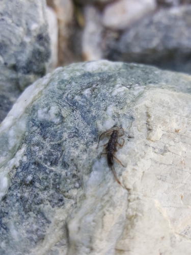 iNaturalist observation photo of Stoneflies