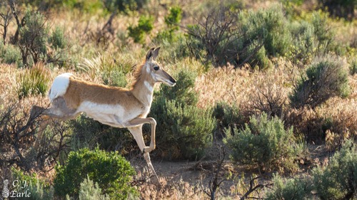 American Pronghorn photographed in Idaho