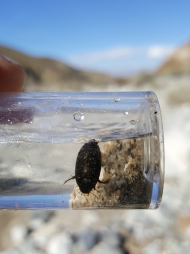 iNaturalist observation photo of Predaceous Diving Beetles