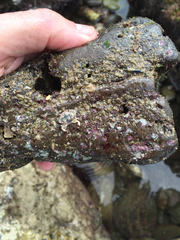 Cycloxanthops novemdentatus