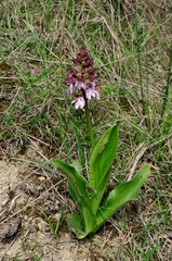 Orchis purpurea