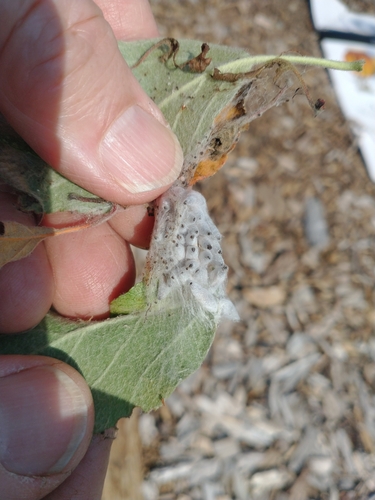 Obelinė kandis nuotrauka