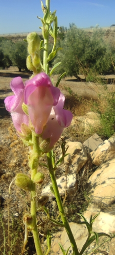 Antirrhinum australe, photograph 4