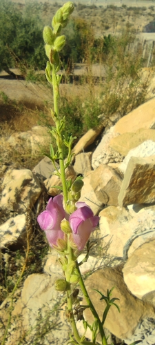Antirrhinum australe, photograph 5