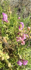 Antirrhinum australe, photograph (c) Santiago Martín-Bravo, some rights reserved (CC BY)