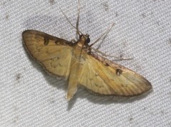 Tatobotys janapalis