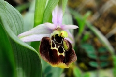 Ophrys fuciflora