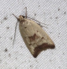 Ageletha elaeodes