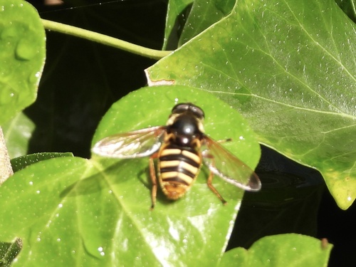 Yellow-barred Peat Hover Fly, Torenlaan, Blaricum, Noord-Holland, NL, photo 8 of 10
