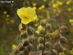 Helianthemum stipulatum