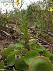 Umbilicus intermedius