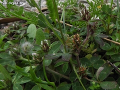 Trifolium scabrum