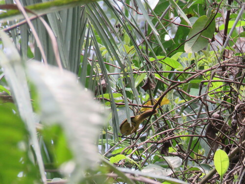 White-winged Shrike-Tanager (Lanio versicolor), photo 9