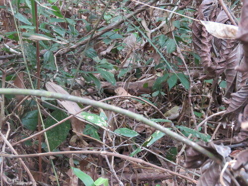 Flammulated Bamboo Tyrant (Hemitriccus flammulatus), photo 3