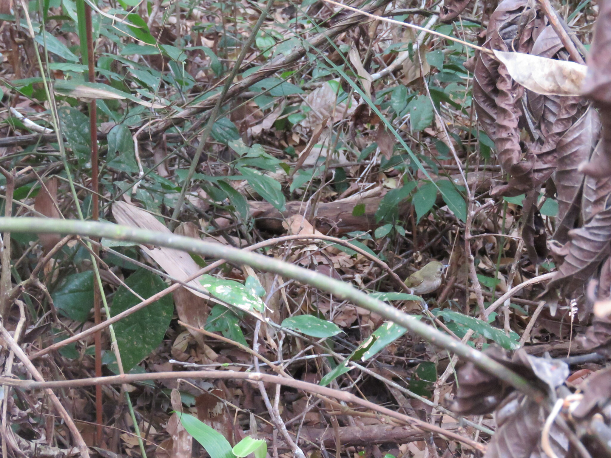 Flammulated Bamboo Tyrant (Hemitriccus flammulatus), photo 3
