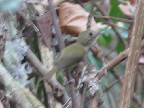 Flammulated Bamboo Tyrant (Hemitriccus flammulatus), photo 1
